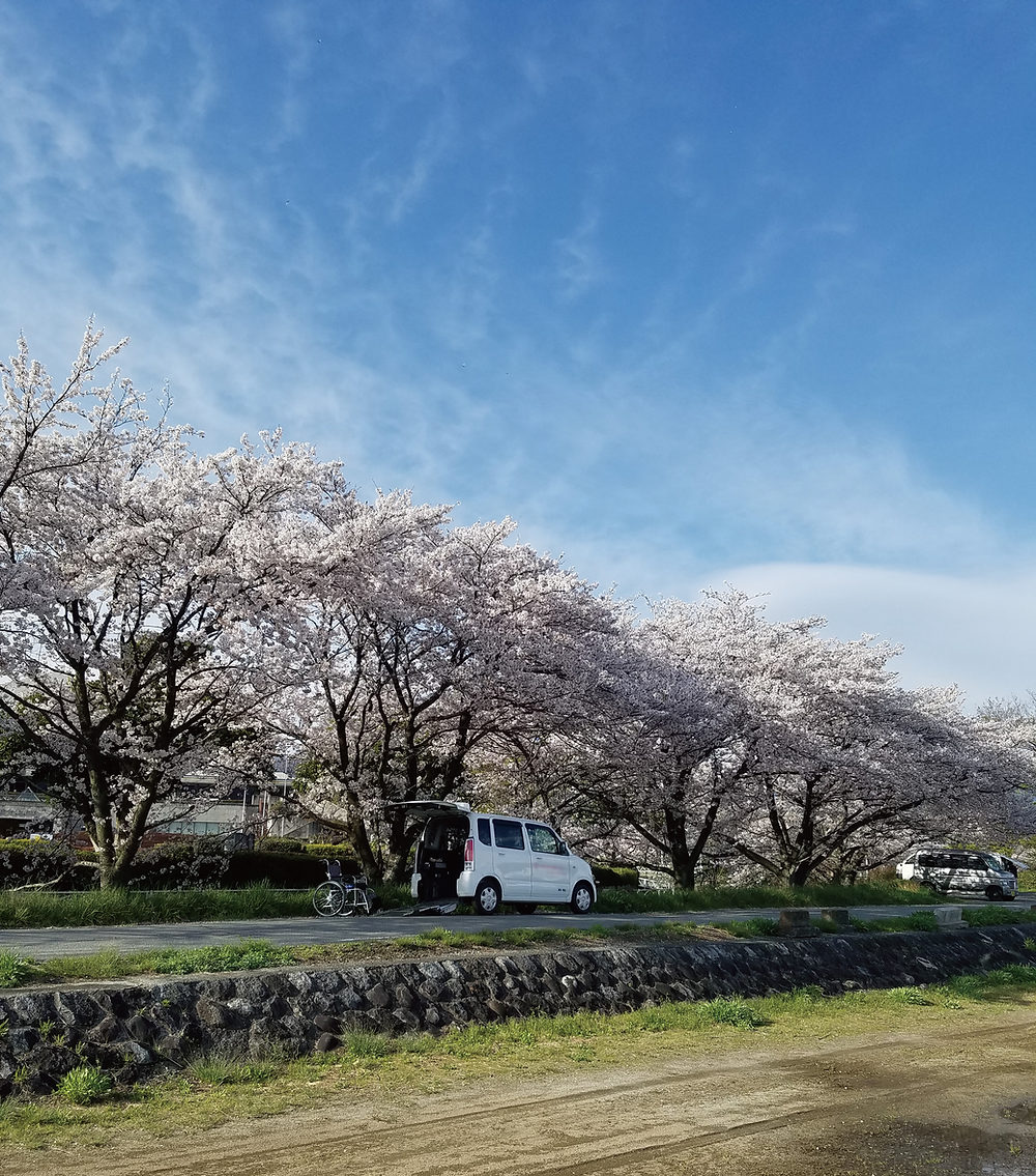 桜の下でお迎えする介護タクシーさくらの車両